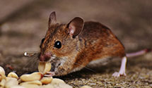 24 Hour & Emergency Exterminators in First Data Remitco, PA